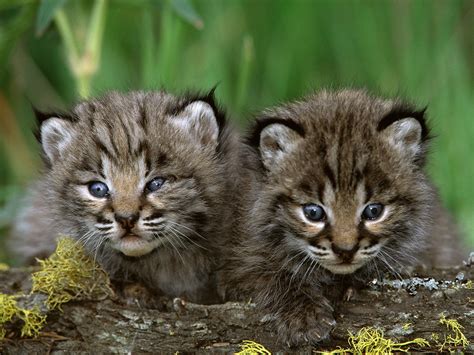 A Pair Of Cute Kittens Wallpapers And Images Wallpapers