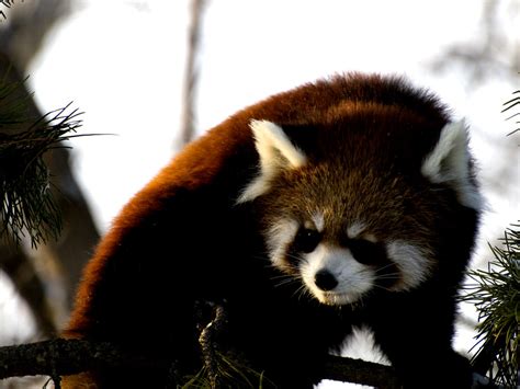 Calgary Zoo Alberta Canada Red Panda Ailurus Fulgens Flickr