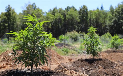 Outdoor Cannabis Cultivation Considerations