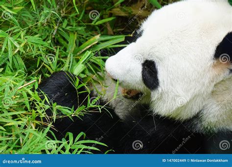 Giant Panda Bear Eating Bamboo Stock Image Image Of Black Cute
