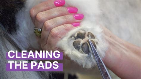 How To Care For The Pads On Your Dogs Feet Youtube