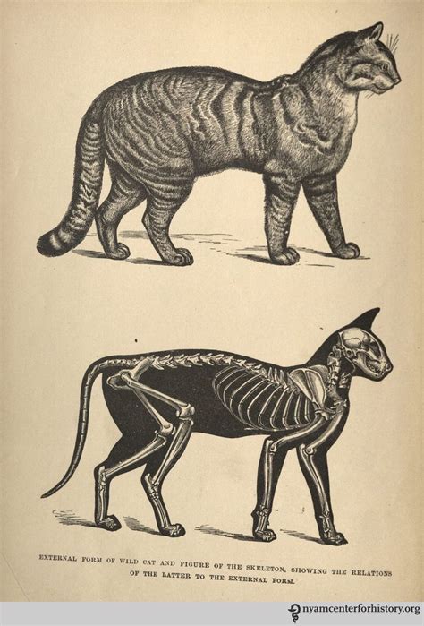 Skeletal Structure Cat Anatomy Cat Skeleton Animal Drawings