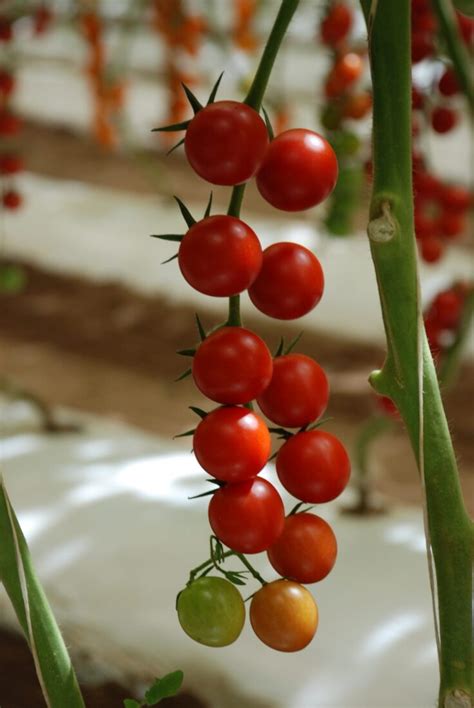 Felicity Tomato Treated Seed Seedway