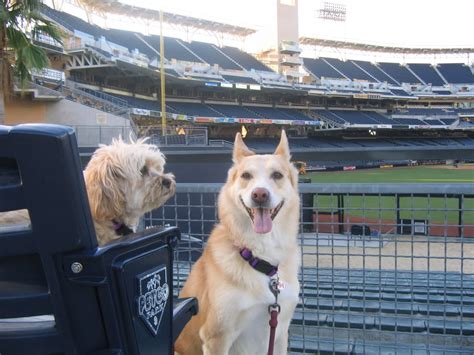 Our vision at petco is healthier pets. Petco Foundation Celebrate 10th Anniversary of Petco Park ...