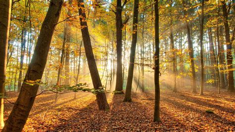 Sunny Forest Wallpapers Top Free Sunny Forest Backgrounds