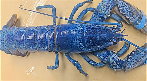 Rare Blue Lobster Found At Restaurant Only 1 In 2 Million Are Blue