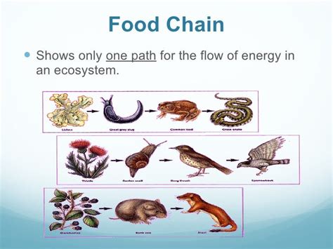 Ecosystem Energy Flow Part 2