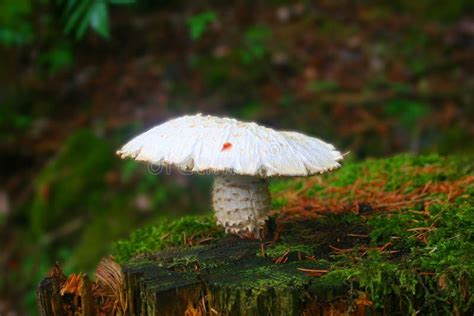 White Mushroom Stock Image Image Of Tree Eating Fungus 96087267