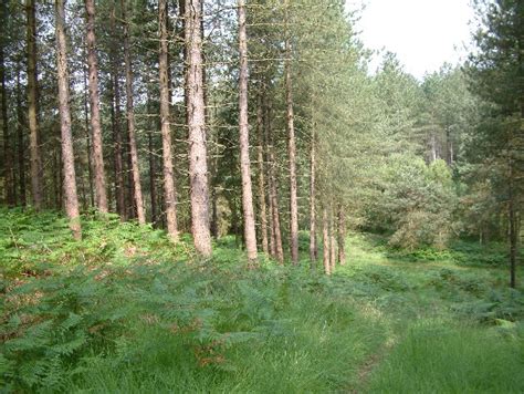 Telegraph Plantation Stuart Buchan Geograph Britain And Ireland