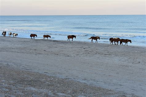 A family campground located on chincoteague island, virginia, tom's cove overlooks chincoteague national wildlife refuge and assateague island national seashore park. Assateague Island Camping Guide - Chasing Abandon