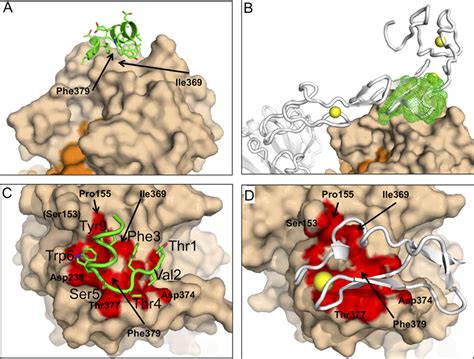 Crystal Structure Of The Pep2 8pcsk9 Crd Complex A And B Pep2 8 Binds