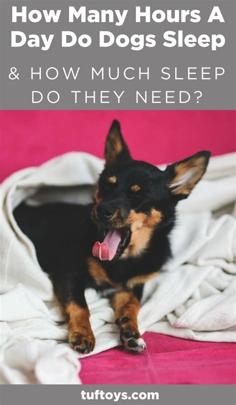 What does a prn job position mean in a hospital setting? How Many Hours A Day Do Dogs Sleep & How Much Do They Need ...