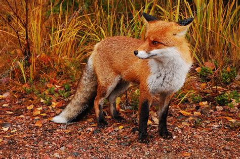 Wild Red Fox — Stock Photo © Countkert 2405042