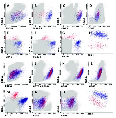 Immunophenotypic Identification And Characterization Of Bm Stromal