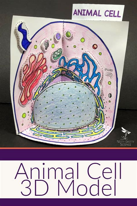 Another tasty edible cell model option is a cookie cell model. Cell Model - Animal Cell 3D | Cell model, Animal cell ...