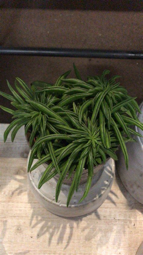 What is this succulent? | Plant identification, Succulents, Plants