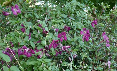 Родина — европа, азия, северная и южная америка, африка, австралия. Clematis viticella 'Kermesina' - 2020 : Grows on You
