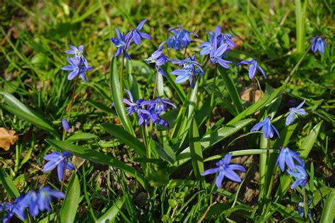 Blomster Blå Blue Star · Gratis Foto På Pixabay