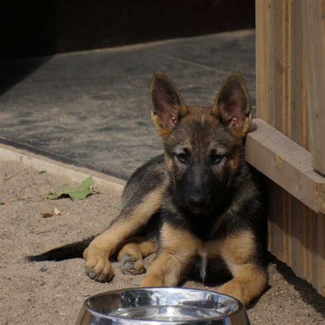 German shepherd price in india varies by and large depending on the breeder and place you are buying from. How to Get German Shepherd Dog Food