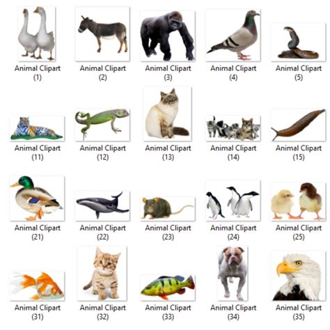 220 Real Animal Clipart Images Pngs With Transparent Etsy Canada