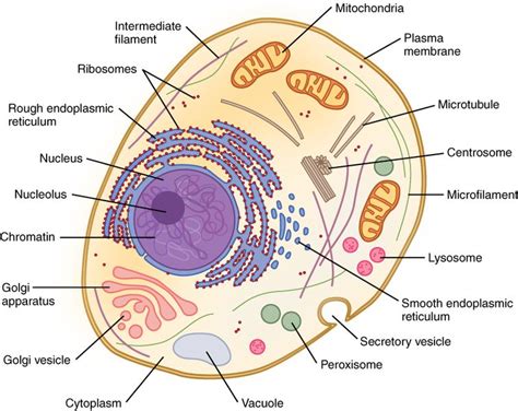 The organelles that cytoplasm of a generalized cell contains apart from the nucleus are endoplasmic reticulum , golgi apparatus. Difference Between Cytoplasm and Cytoskeleton | Definition ...