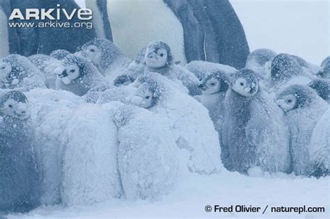 Emperor Penguin Aptenodytes Forsteri Chicks Huddling Together During