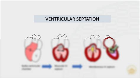 Solution 07 Embryology Ventricular Septation Studypool