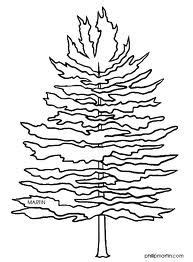 Illustration of evergreen pinus ponderosa (ponderosa pine) tree photographic print by sue oldfield. pine tree coloring page - Google Search | Tree coloring ...