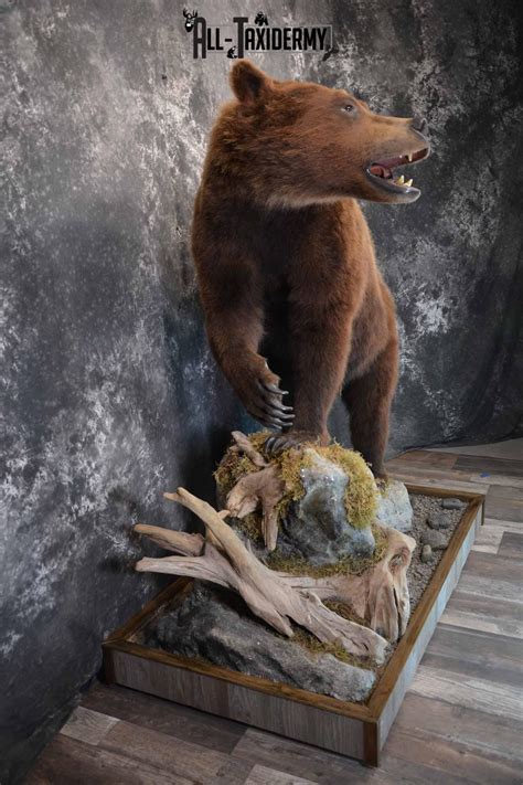 Brown Bear Taxidermy Mount For Sale Sku 1245 All Taxidermy