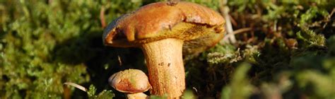 Identifying Boletus Mushrooms