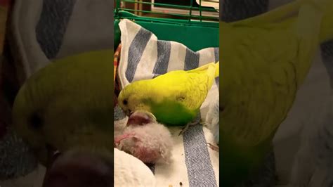 How Mom Budgie Food Their Babys Shorts Respect Youtubeshorts Youtube