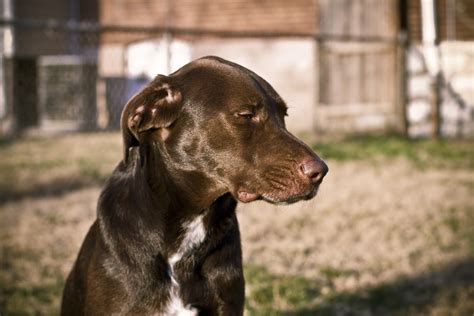 Dogs Braden Piper Photography