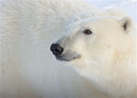 Polar Bear Face Profile