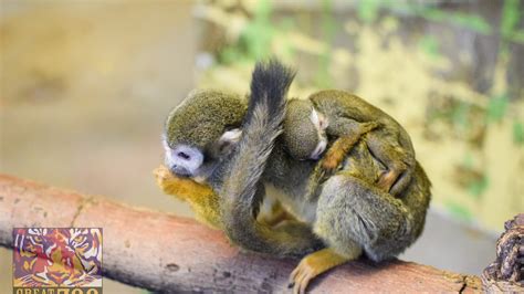 New Squirrel Monkey Baby Born At Great Plains Zoo