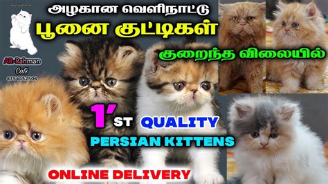 Pure Persian Kitten And Cat For Sales 😸 Exotic Persian Cats Persian