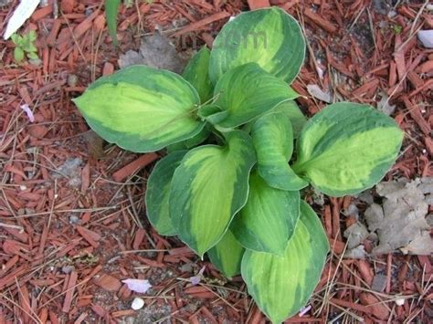 Plantfiles Pictures Hosta Captain Kirk Hosta By Diohio