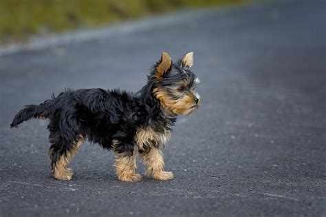 In england puppies can only have tails docked if they leave plenty of time to organise docking with your vet, before the whelping date. About Yorkies Blog - YORKIE PUPPIES FOR SALE*QUALITY TINY ...