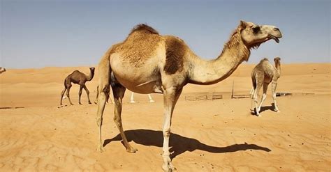 Adaptation in camels - The Cool Science