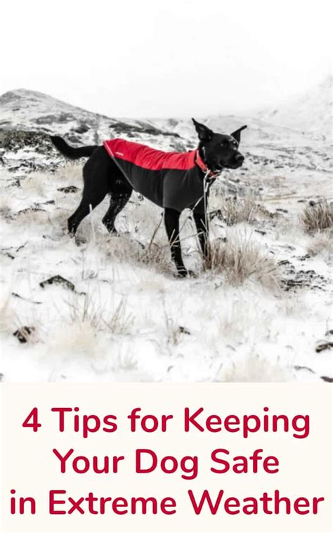 4 Tips For Keeping Your Dog Safe In Extreme Weather