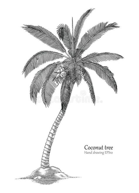 Coconut Tree Hand Drawing Engraving Style Vector Illustration Tree