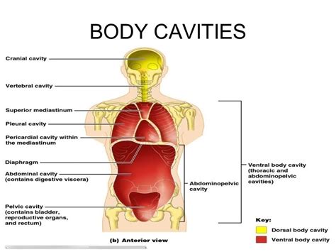 Body Cavities Diagram Quizlet