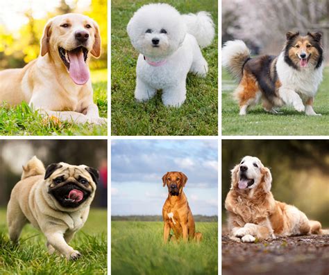 Best Dog Breeds For Families With Other Pets Pets Retro