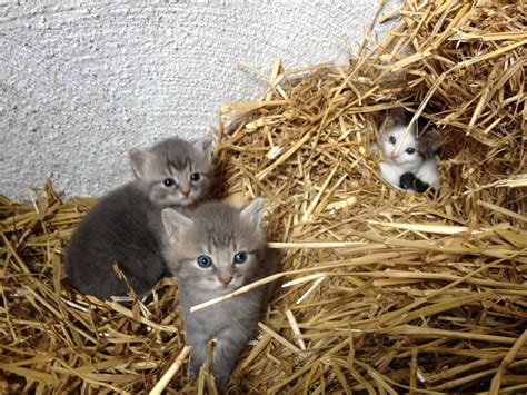 Look What I Found In Our Barn Cute Animals Baby Animals Cats And