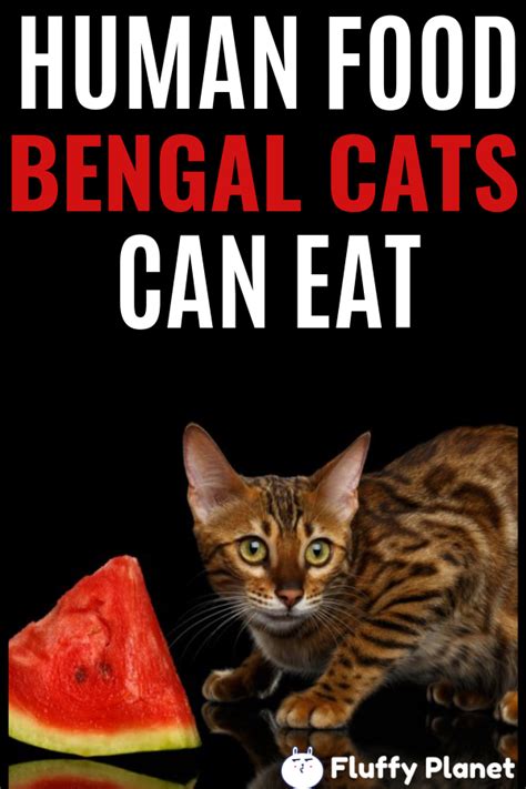 What can cats eat that is not cat food? What Human Foods Can Bengal Cats Eat?  2020  | Bengal ...