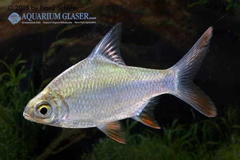 Barbonymus Altus Brassenbarbe My Fish Aus Freude An Der Aquaristik