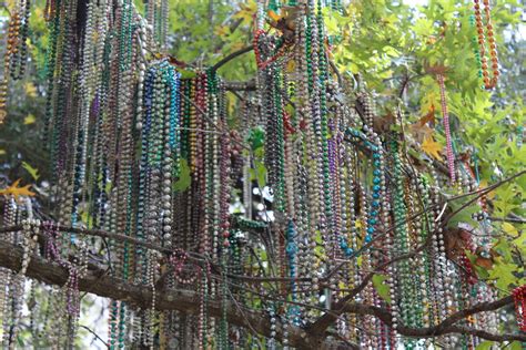 Tulanes Mardi Gras Bead Tree New Orleans Louisiana Atlas Obscura