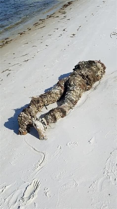 The Horror This Decapitated Body Just Washed Up On A Beach In Florida