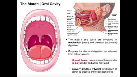 Human Tongue Anatomy Underside