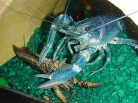 Pasar akuarium sangat luas dan mudah bagi siapa saja untuk tersesat. Cara Merawat Lobster Air Tawar di Akuarium dan Kolam Beton ...