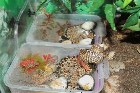 Habitat of the hermit crab. DIY Bubbling Crab Pools - petdiys.com